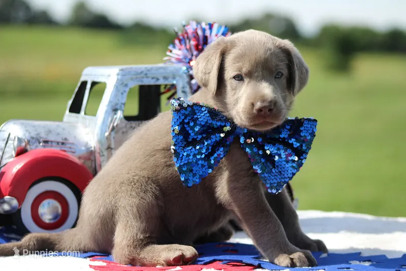 Green Collar – Labrador Retriever puppy for sale in Jerico Springs, MO