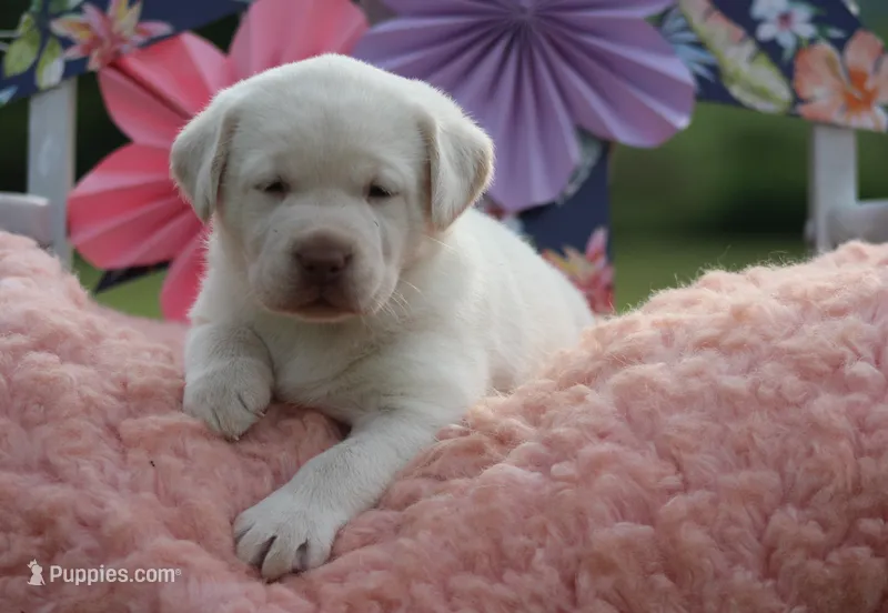 Sammy – Labrador Retriever puppy for sale in Jerico Springs, MO