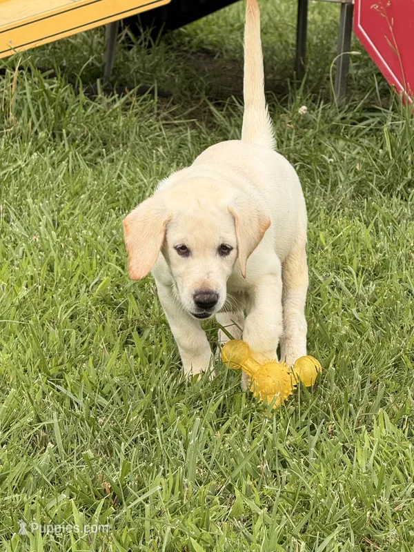 June – Labrador Retriever puppy for sale in Jerico Springs, MO
