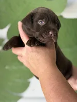 Orange Collar Male, a female Labrador Retriever for sale in Jerico Springs, MO – Photo 6 of 6