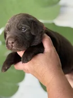 Orange Collar Male, a female Labrador Retriever for sale in Jerico Springs, MO – Photo 4 of 6