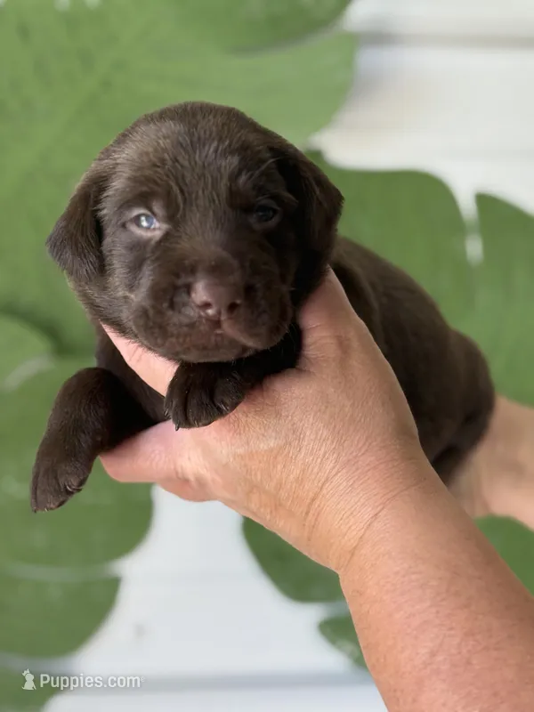 Orange Collar Male – Labrador Retriever puppy for sale in Jerico Springs, MO