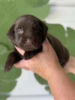 Orange Collar Male, a female Labrador Retriever for sale in Jerico Springs, MO – Photo 1 of 6
