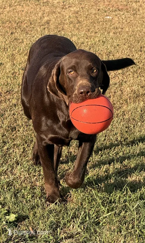 Spencer – Labrador Retriever puppy for sale in Jerico Springs, MO