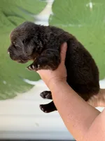 Brown Male, a male Newfoundland for sale in Jerico Springs, MO – 4 of 5