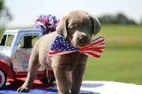 Yellow Collar, a male Labrador Retriever for sale in Jerico Springs, MO – 2 of 4