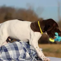 Yellow Collar, a male German Shorthaired Pointer for sale in Jerico Springs, MO – Photo 4 of 4