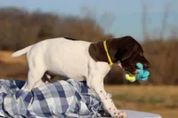 Yellow Collar, a male German Shorthaired Pointer for sale in Sheldon, MO – Photo 3 of 4