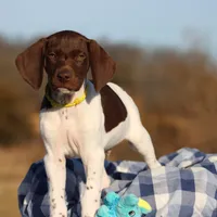 Yellow Collar, a male German Shorthaired Pointer for sale in Jerico Springs, MO – Photo 1 of 4