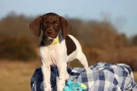 Yellow Collar, a male German Shorthaired Pointer for sale in Sheldon, MO – Photo 4 of 4