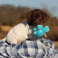 Yellow Collar, a male German Shorthaired Pointer for sale in Jerico Springs, MO – Photo 2 of 4