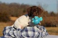 Yellow Collar, a male German Shorthaired Pointer for sale in Sheldon, MO – Photo 1 of 4