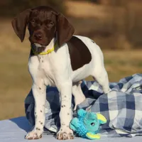 Yellow Collar, a male German Shorthaired Pointer for sale in Jerico Springs, MO – Photo 3 of 4