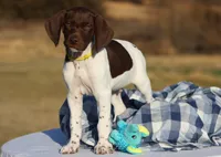Yellow Collar, a male German Shorthaired Pointer for sale in Sheldon, MO – Photo 2 of 4