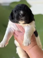 White and black Male, a male Newfoundland for sale in Jerico Springs, MO – 2 of 5