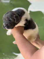 White and gray Male, a male Newfoundland for sale in Jerico Springs, MO – 5 of 7