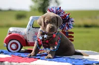 Pink Collar, a female Labrador Retriever for sale in Jerico Springs, MO – 2 of 4