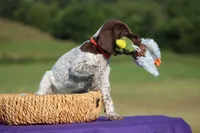 Nelly, a female German Shorthaired Pointer for sale in Jerico Springs, MO – 2 of 5
