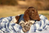 Orange Collar, a male German Shorthaired Pointer for sale in Sheldon, MO – Photo 2 of 3