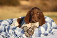 Orange Collar, a male German Shorthaired Pointer for sale in Sheldon, MO – Photo 1 of 3