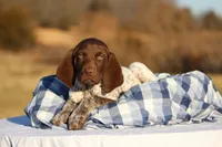 Orange Collar, a male German Shorthaired Pointer for sale in Sheldon, MO – Photo 3 of 3