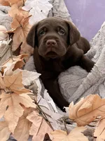 Lyle, a male Labrador Retriever for sale in Jerico Springs, MO – 5 of 6