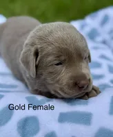 Silver Female, a female Labrador Retriever for sale in Jerico Springs, MO – 3 of 5