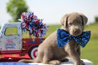 Green Collar, a male Labrador Retriever for sale in Jerico Springs, MO – 2 of 4