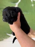 Black Female, a female Newfoundland for sale in Jerico Springs, MO – 2 of 4