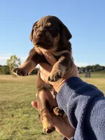Mismark Male, a male Labrador Retriever for sale in Jerico Springs, MO – 1 of 7
