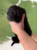 Black Female, a female Newfoundland for sale in Jerico Springs, MO – 3 of 4