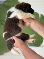 Brown and white Male, a male Newfoundland for sale in Jerico Springs, MO – 5 of 5