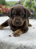 Neon Mismark Female, a female Labrador Retriever for sale in Jerico Springs, MO – 7 of 9