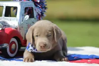 Gold Collar, a female Labrador Retriever for sale in Jerico Springs, MO – 2 of 5