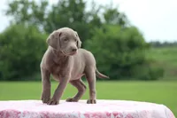 Yellow Collar, a female Labrador Retriever for sale in Jerico Springs, MO – 1 of 5