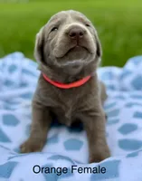 Silver Female, a female Labrador Retriever for sale in Jerico Springs, MO – 1 of 5