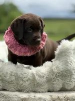 Bria, a female Labrador Retriever for sale in Jerico Springs, MO – 7 of 8
