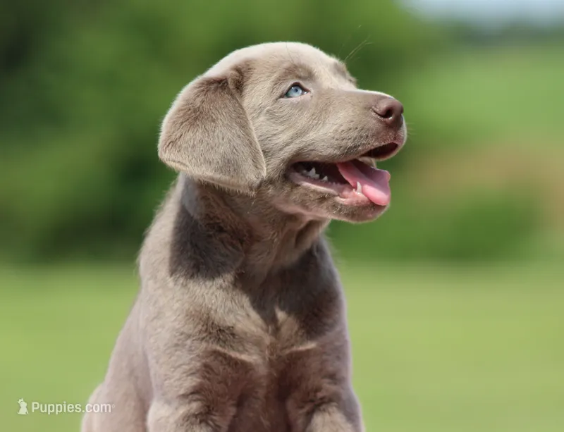 Purple Collar – Labrador Retriever puppy for sale in Jerico Springs, MO