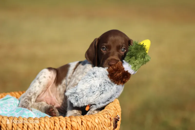 Max – German Shorthaired Pointer puppy for sale in Jerico Springs, MO