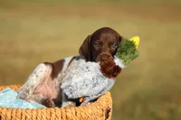 Max, a male German Shorthaired Pointer for sale in Jerico Springs, MO – 2 of 4