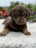 Neon Mismark Female, a female Labrador Retriever for sale in Jerico Springs, MO – 2 of 9