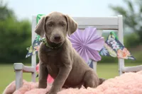 Neon Collar Female, a female Labrador Retriever for sale in Jerico Springs, MO – 3 of 5