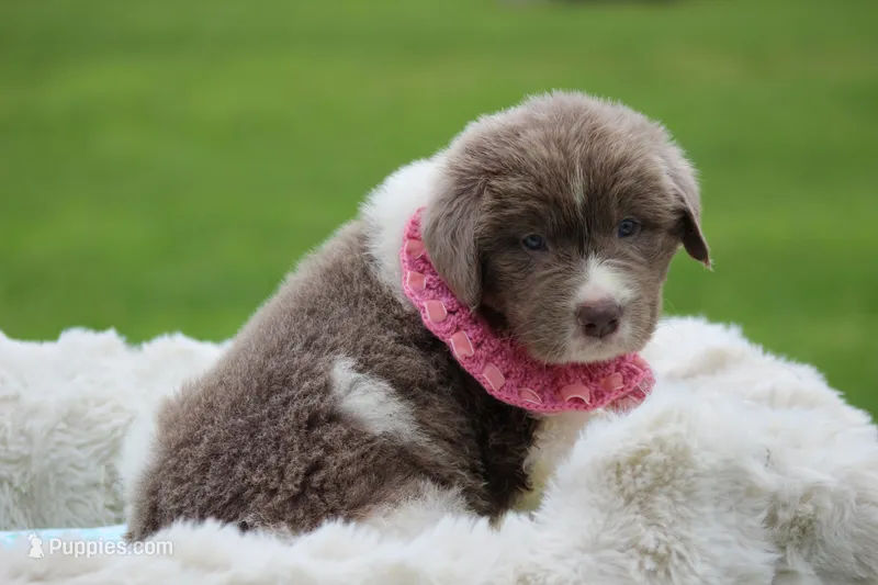 Beige and white Female – Newfoundland puppy for sale in Jerico Springs, MO