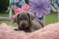 Sabrina, a female Labrador Retriever for sale in Jerico Springs, MO – 4 of 4