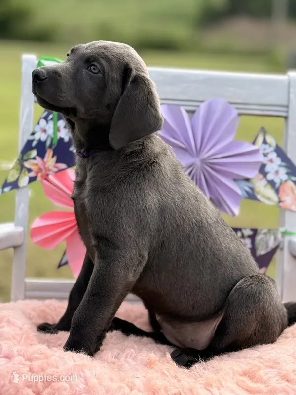 Charcoal Female Purple Collar – Labrador Retriever puppy on hold in Jerico Springs, MO