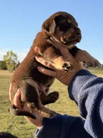 Mismark Male, a male Labrador Retriever for sale in Jerico Springs, MO – 7 of 7