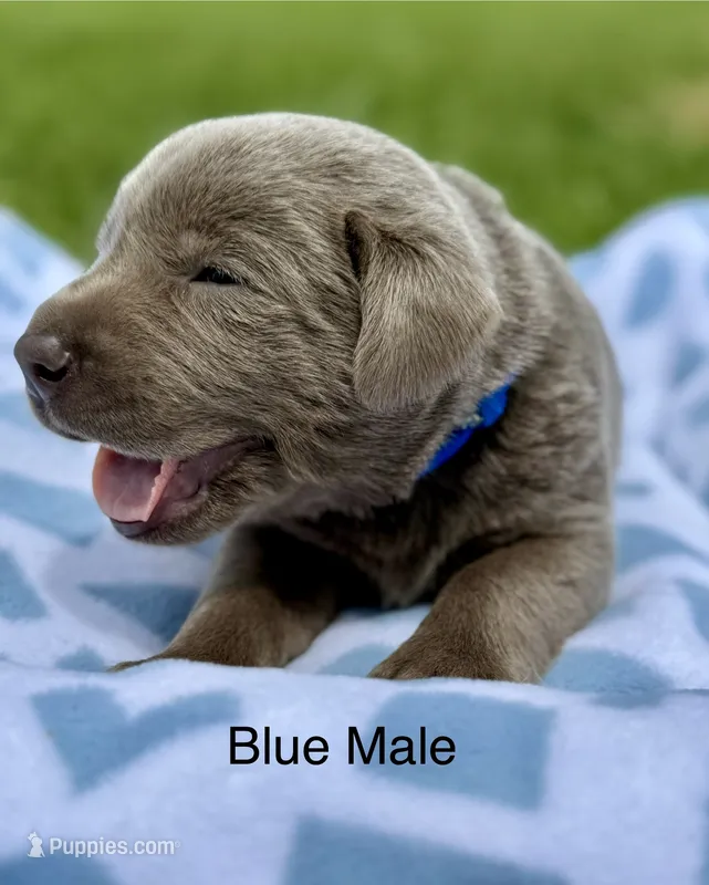 Silver Male – Labrador Retriever puppy for sale in Jerico Springs, MO