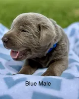 Silver Male, a male Labrador Retriever for sale in Jerico Springs, MO – 1 of 4