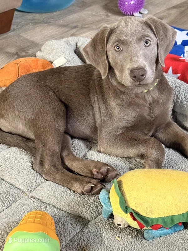 Neon Collar Female – Labrador Retriever puppy for sale in Jerico Springs, MO