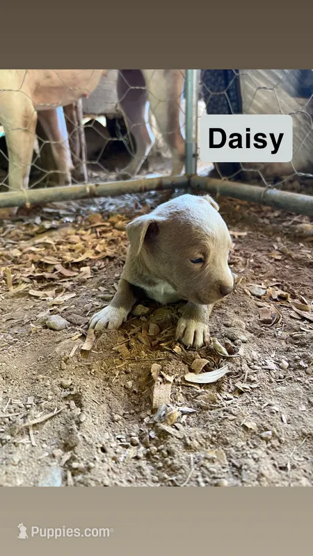 Daisy – American Pit Bull Terrier puppy for sale in Roxboro, NC